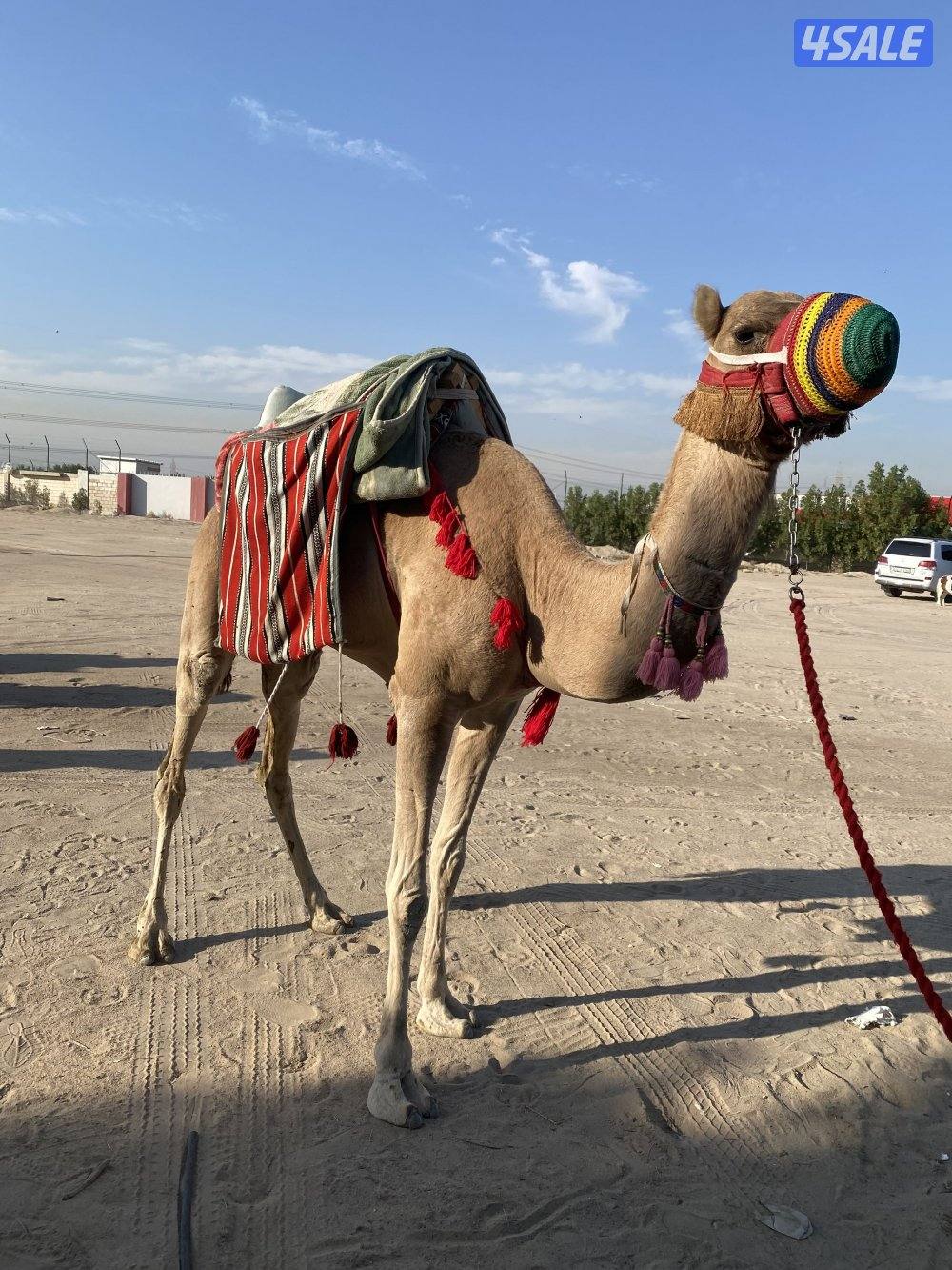 للإيجار بوني للأطفال وعربانه حنطور وخيل توصيل جميع مناطق الكويت9