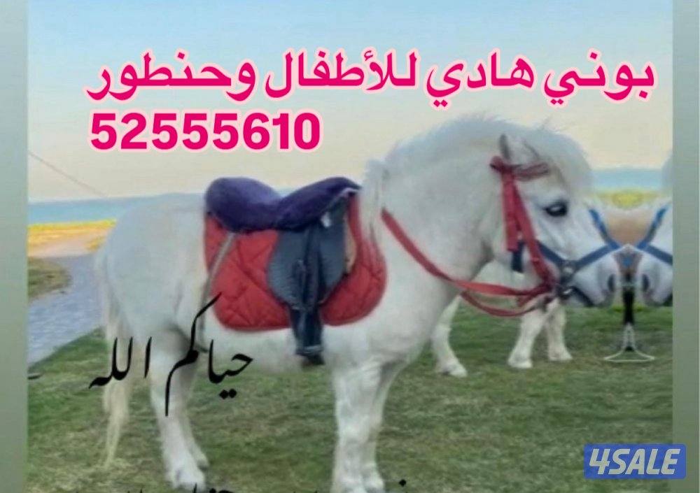 للإيجار بوني للأطفال وعربانه حنطور وخيل توصيل جميع مناطق الكويت8