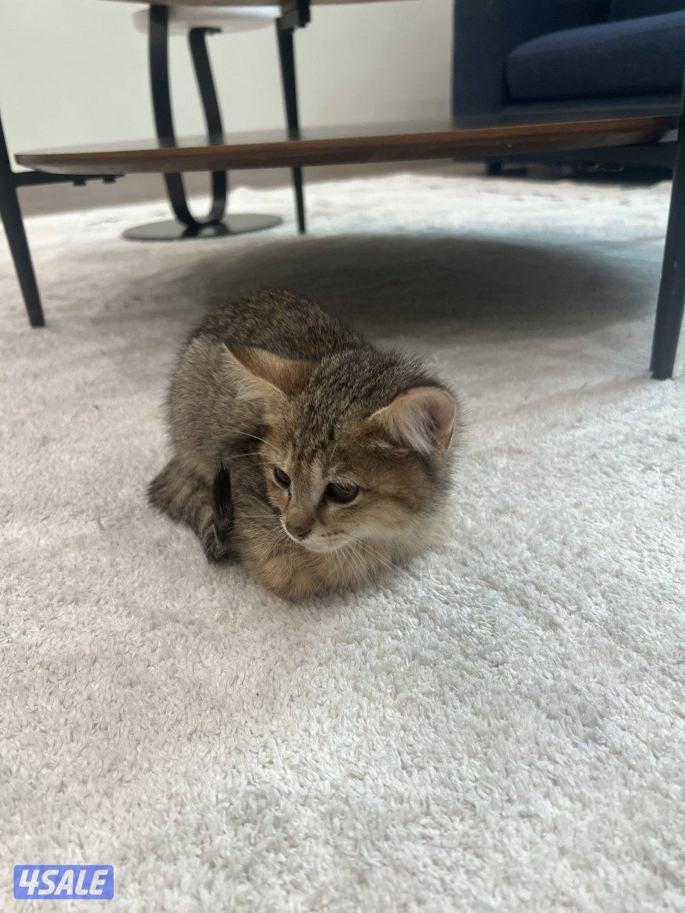 للبيع قطوه0