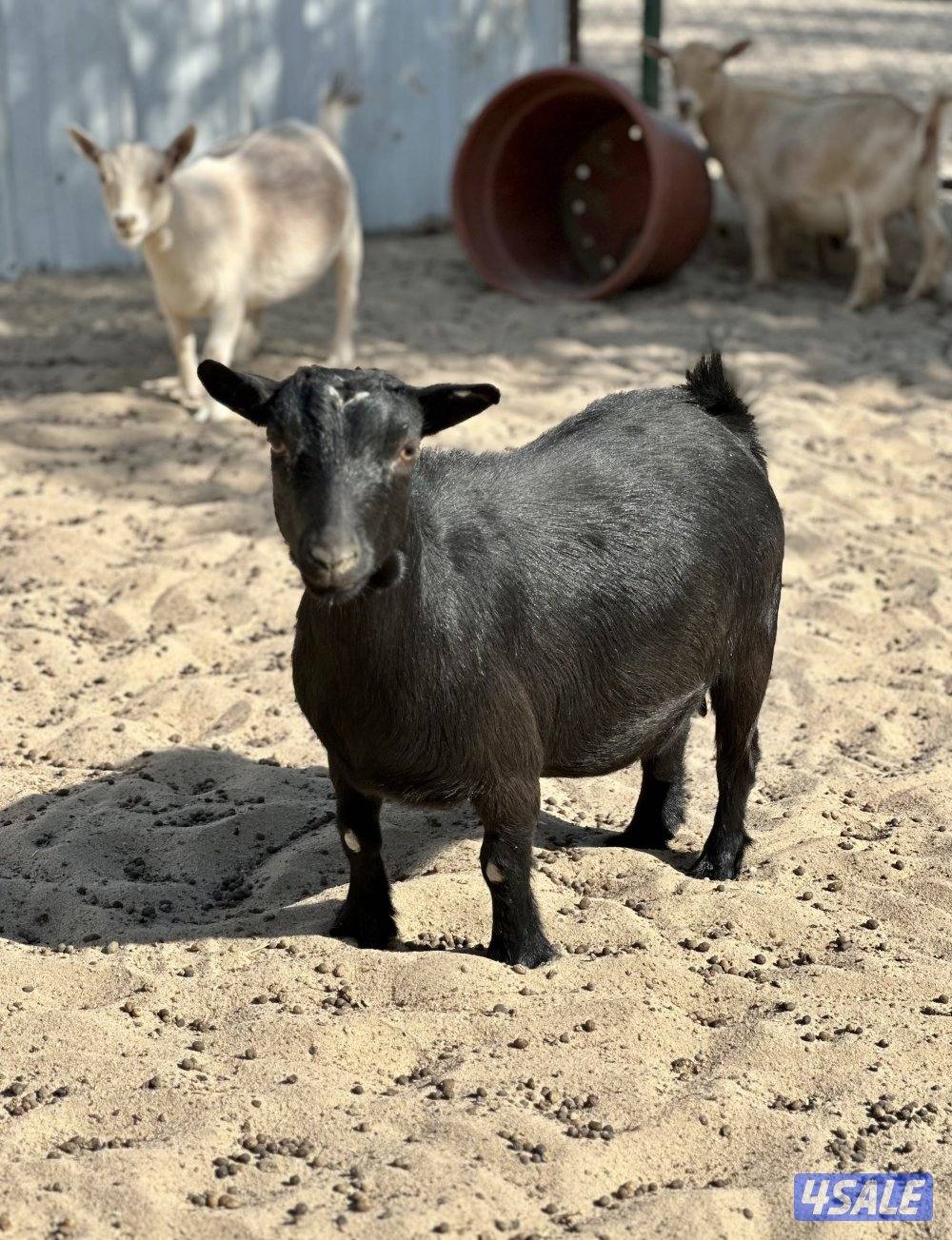 مكس جيكي امريكي سود صك1