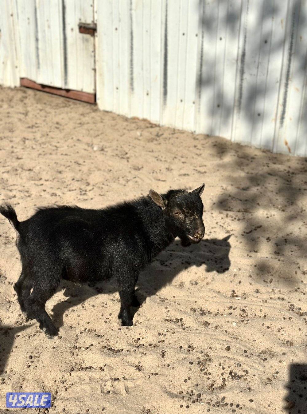 مكس جيكي امريكي سود صك2