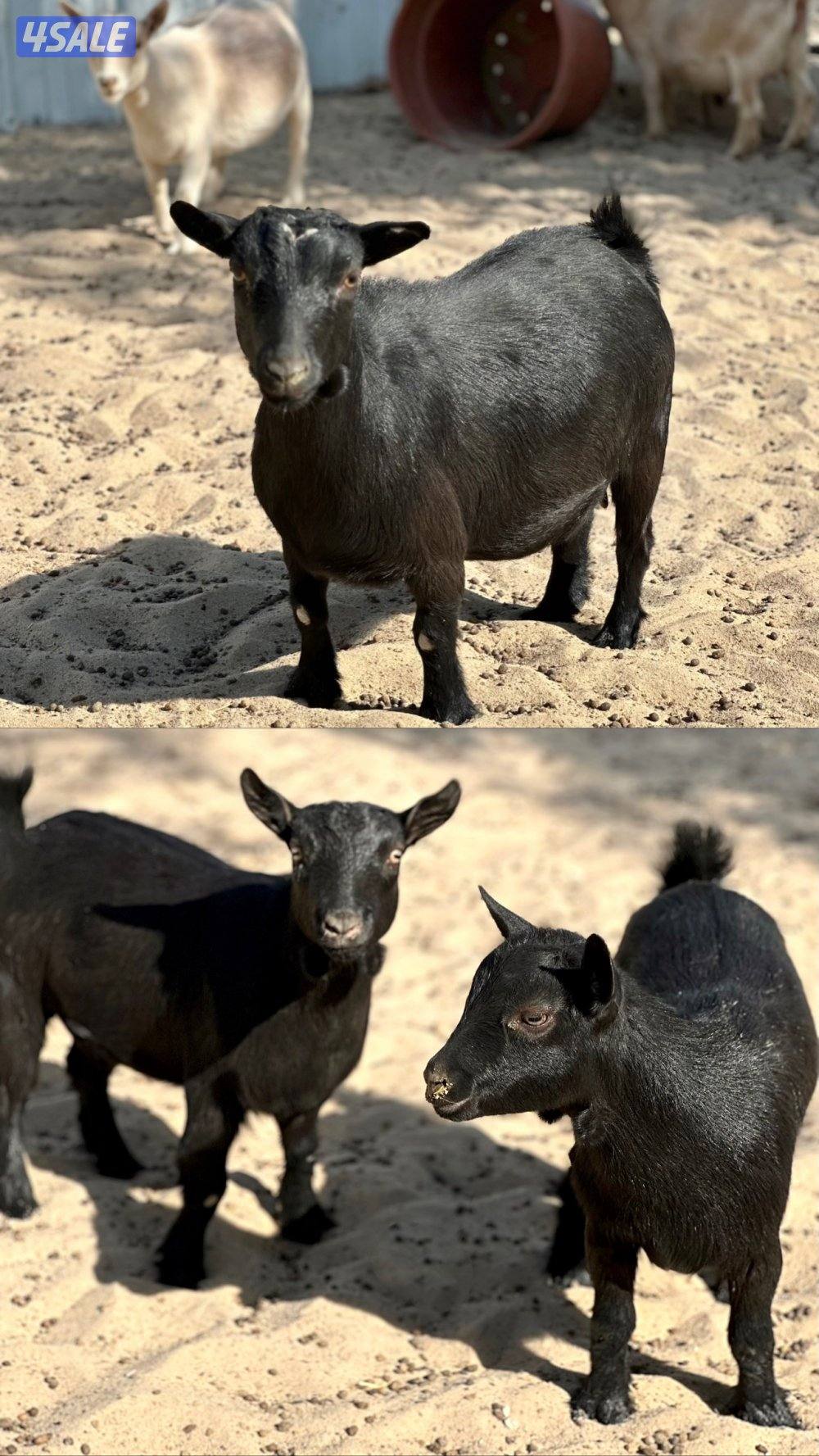 مكس جيكي امريكي سود صك3