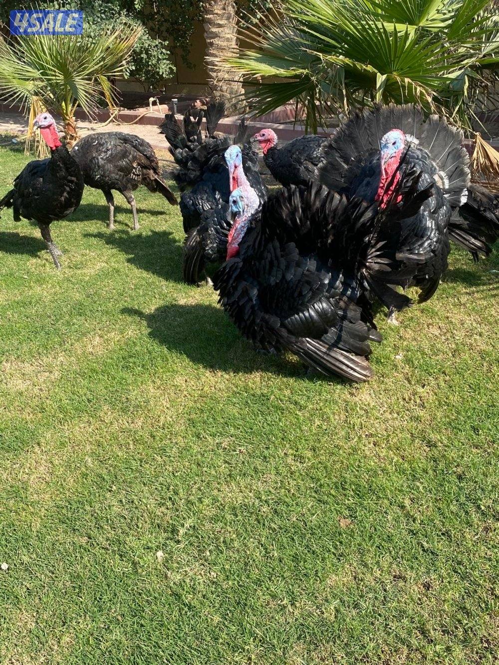 للبيع رومي Turkey Males0