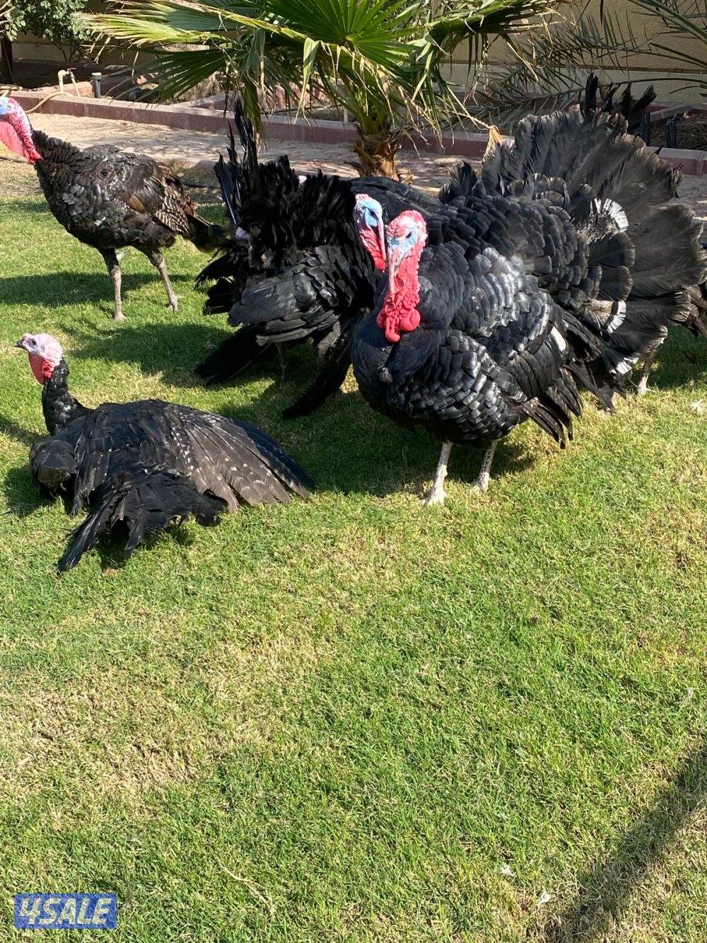 للبيع رومي Turkey Males2