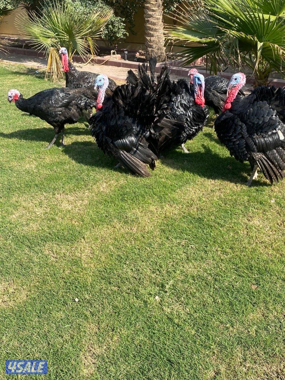 للبيع رومي Turkey Males1