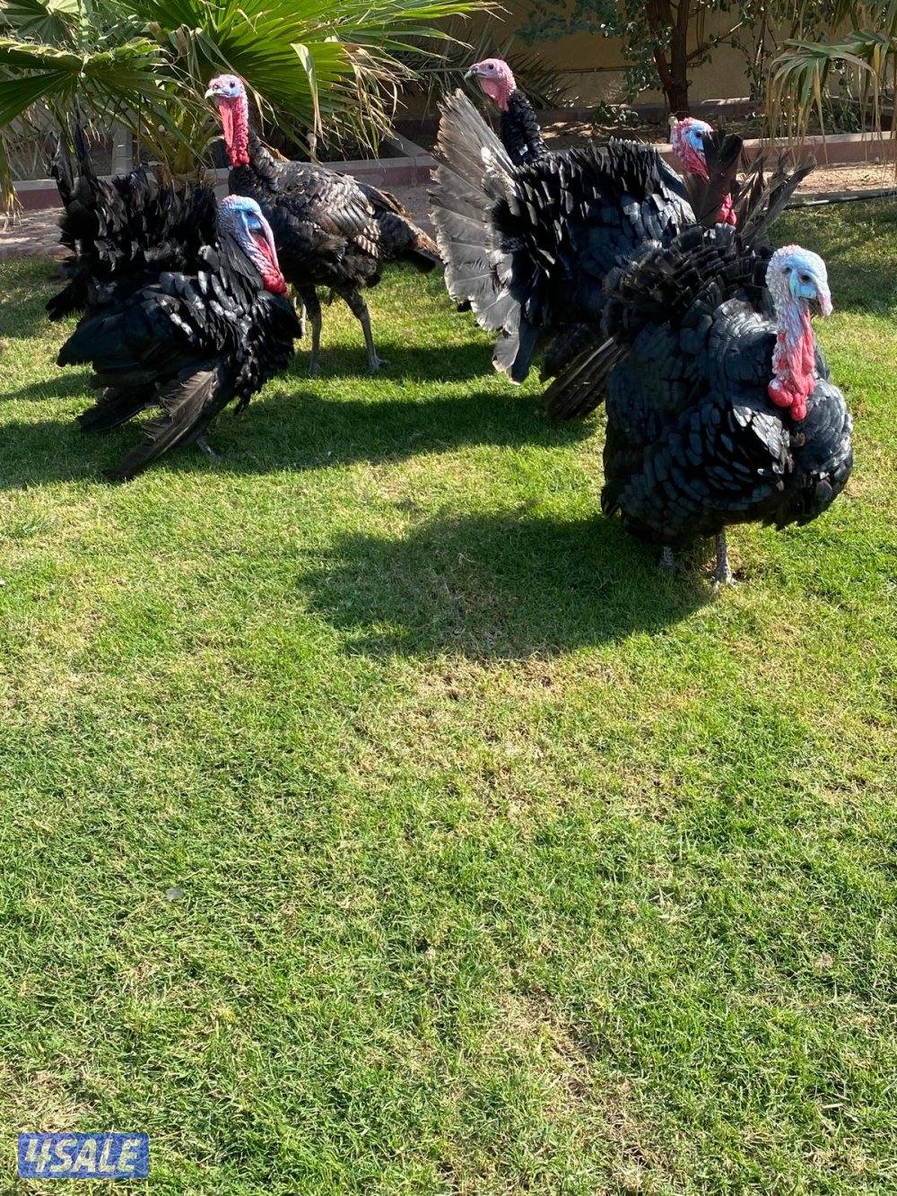 للبيع رومي Turkey Males3