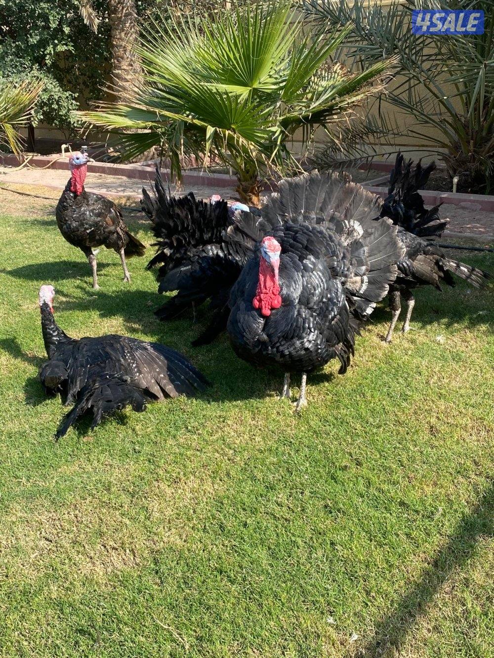 للبيع رومي Turkey Males4