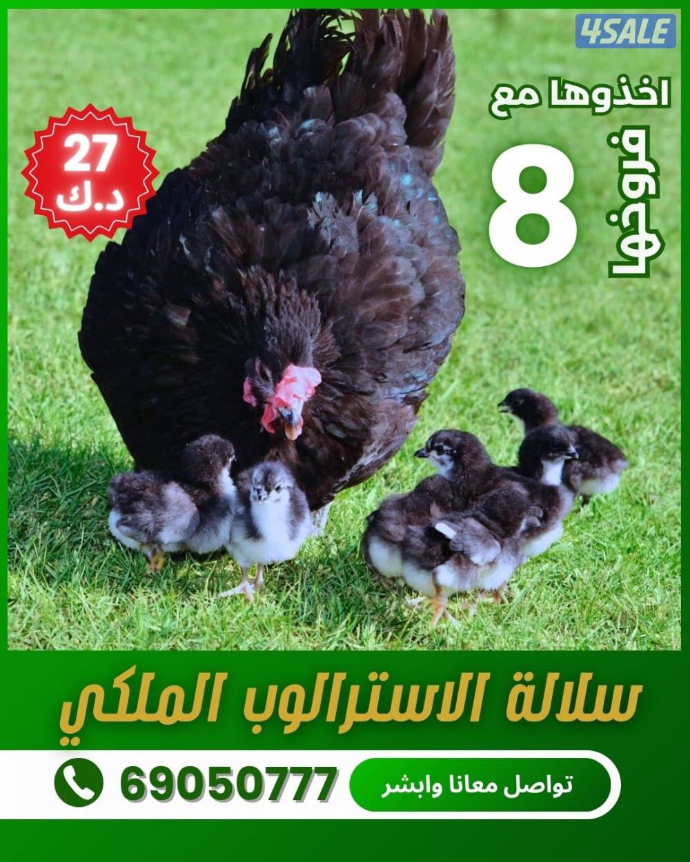 دجاجه مع فروخها0