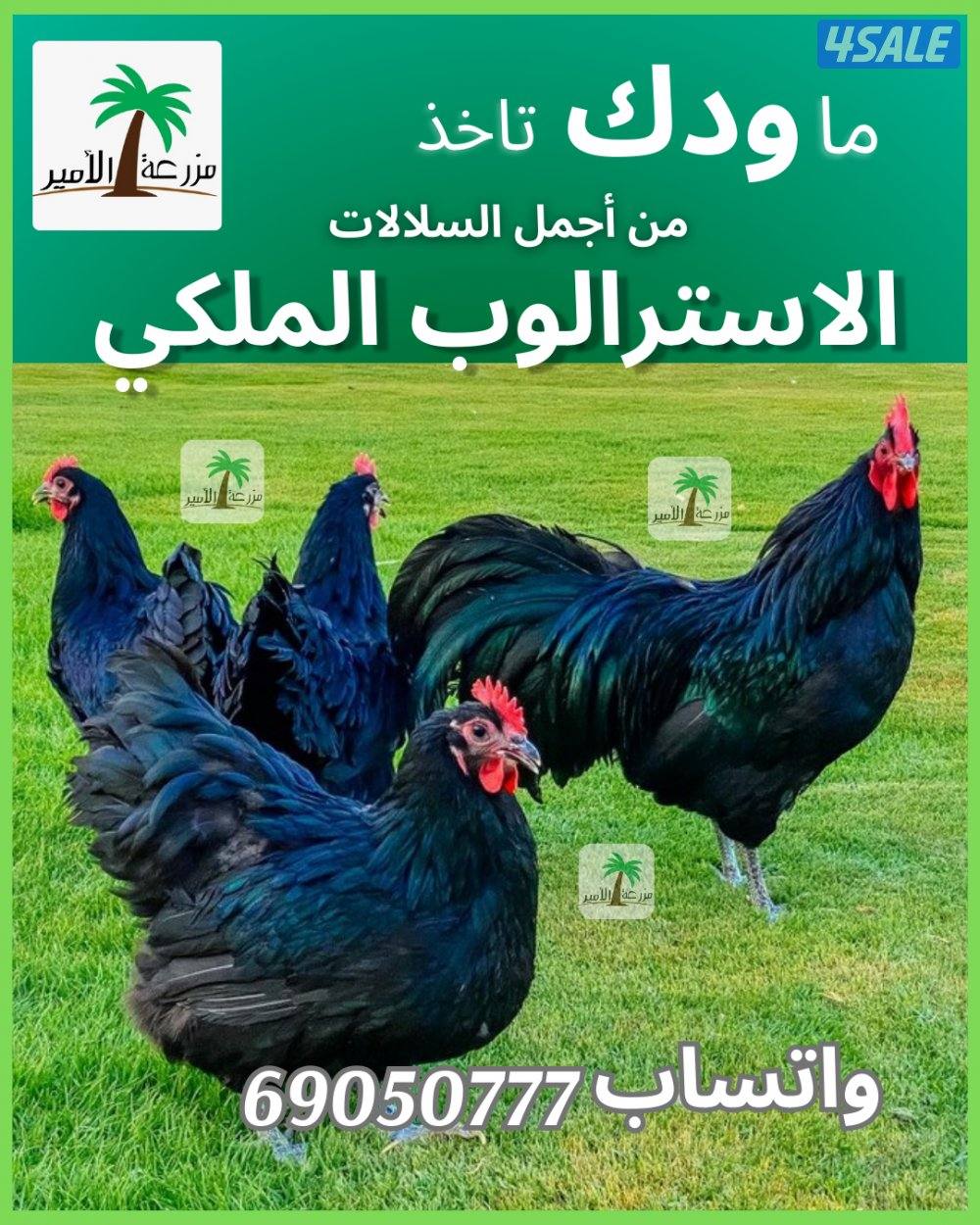 دجاجه مع فروخها2