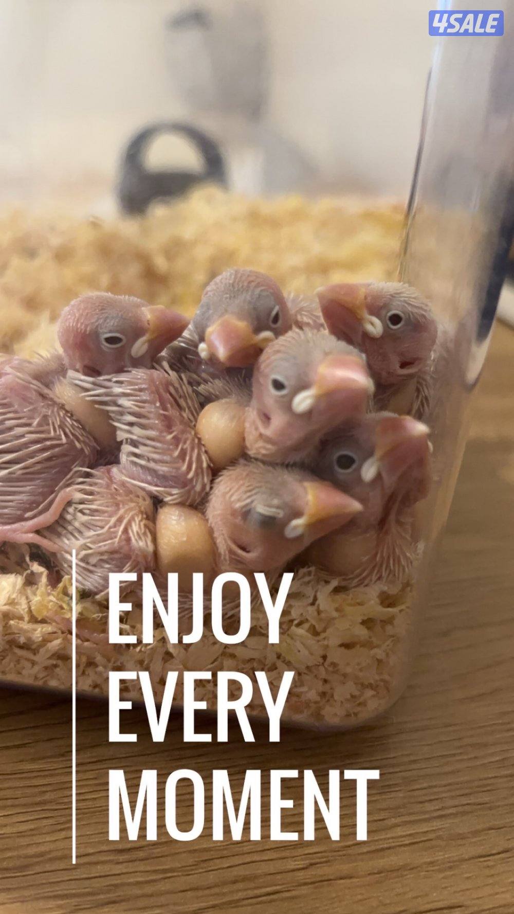 فروخ جاوا اقات باستيل اوربي الفرخ شامل اغراضه1