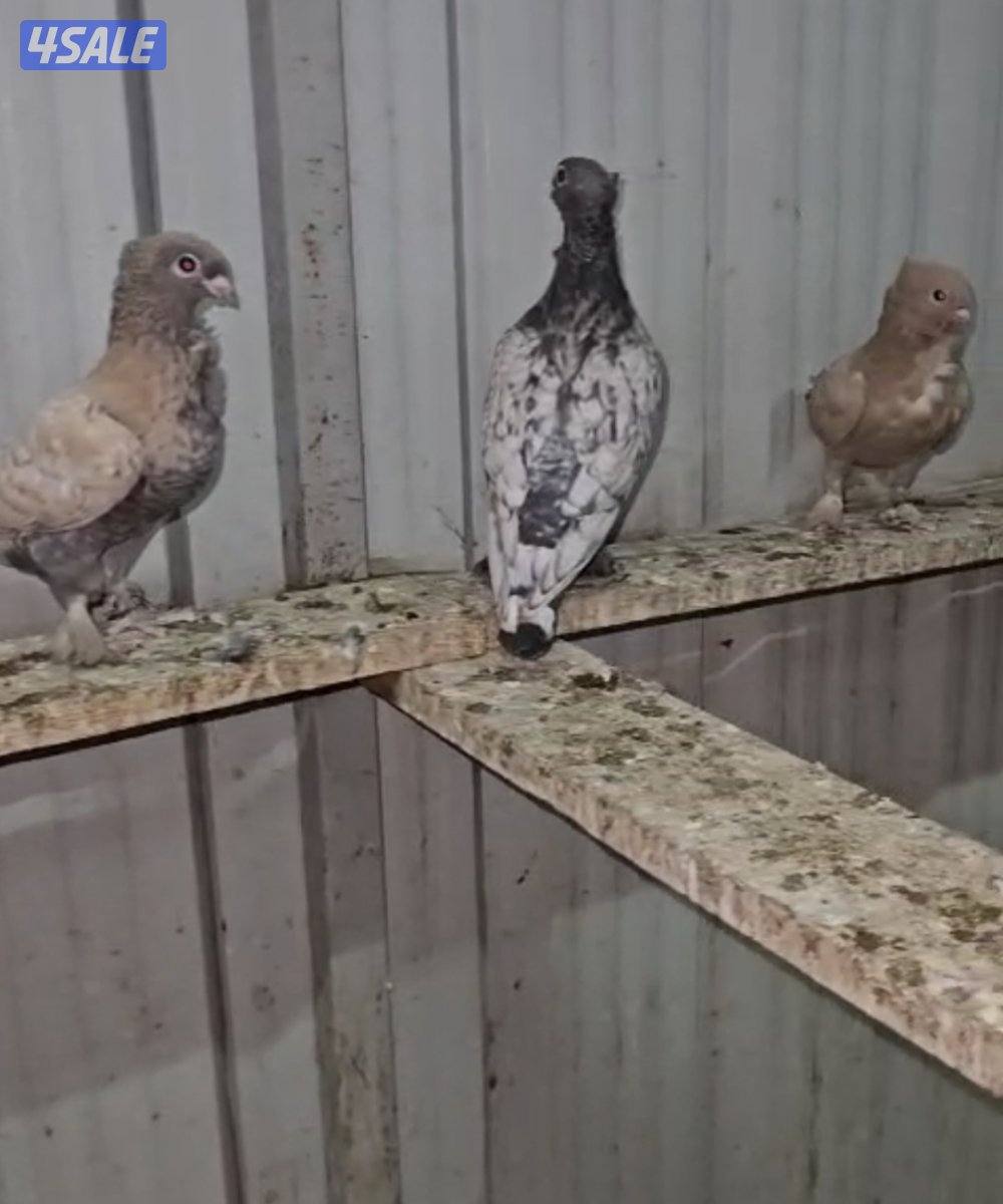 للبيع طبات حب الرمان ٦ حبات الوان حلوه ومستويات1