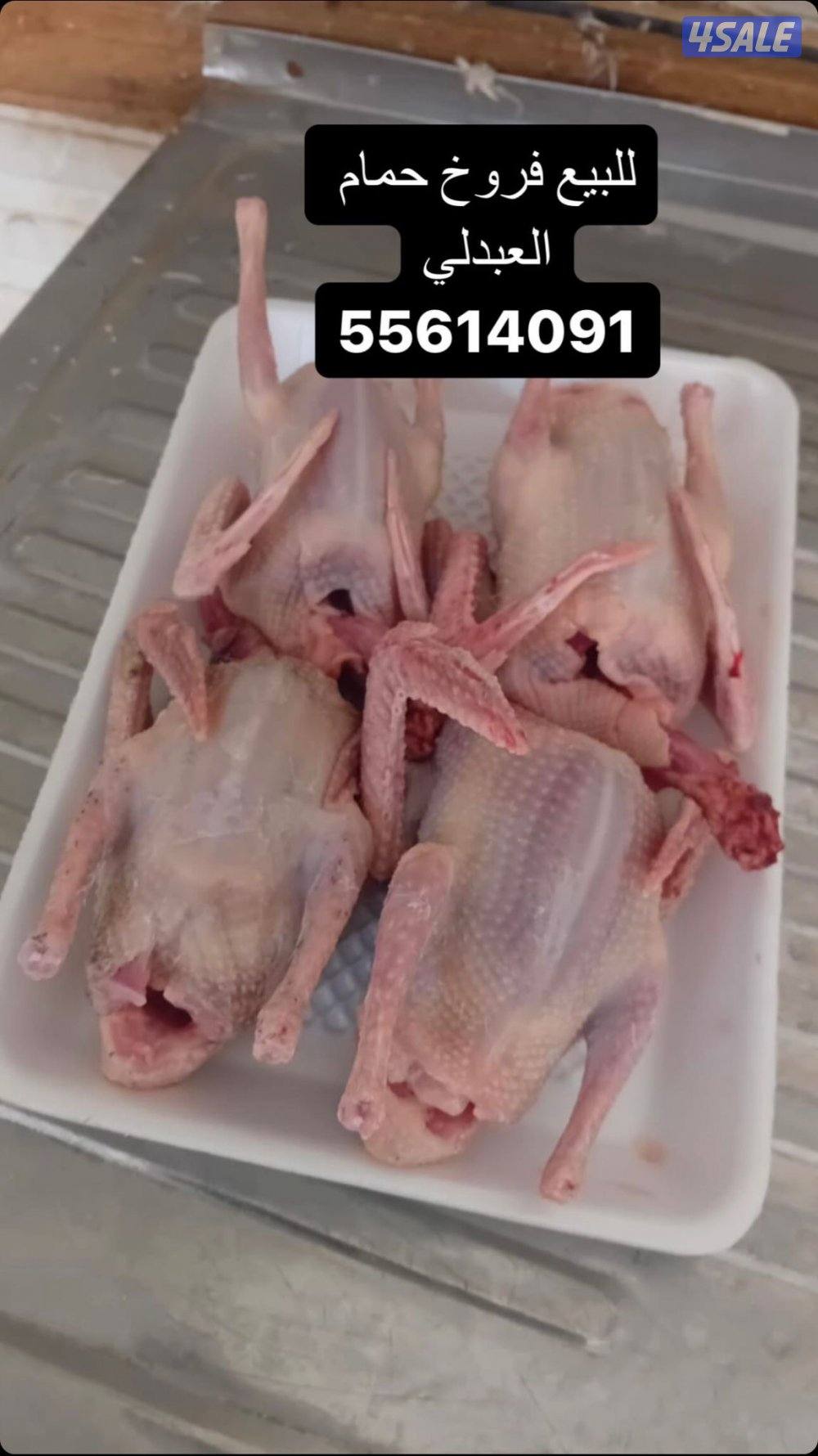 للبيع فروخ حمام وبط فرنسي العبدلي1