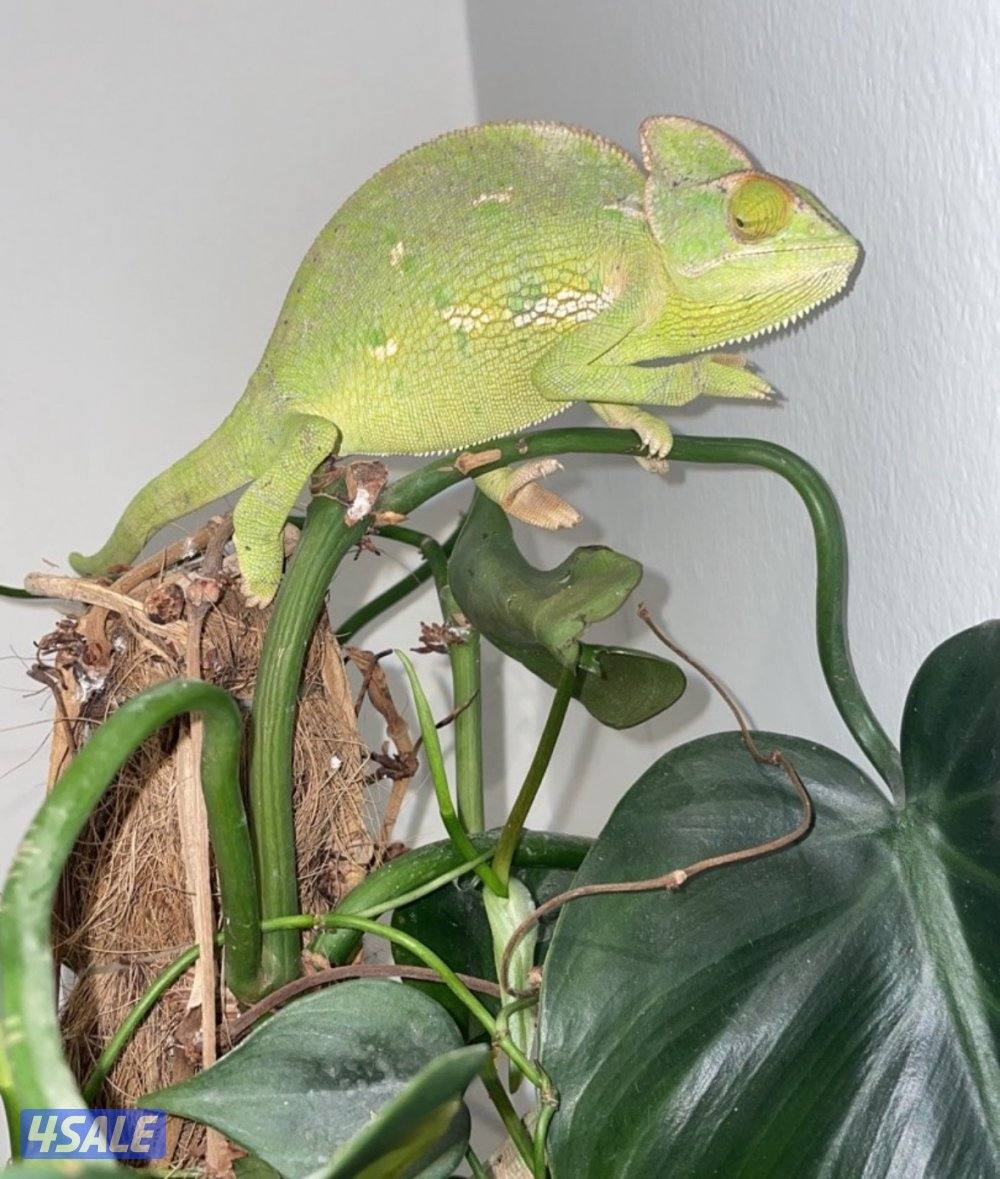 حربا المحجبه0