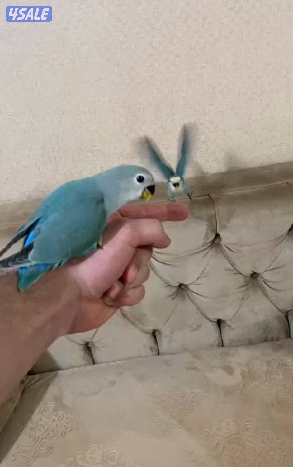 للبيع لوف بيرد فل ربوه وهدد0