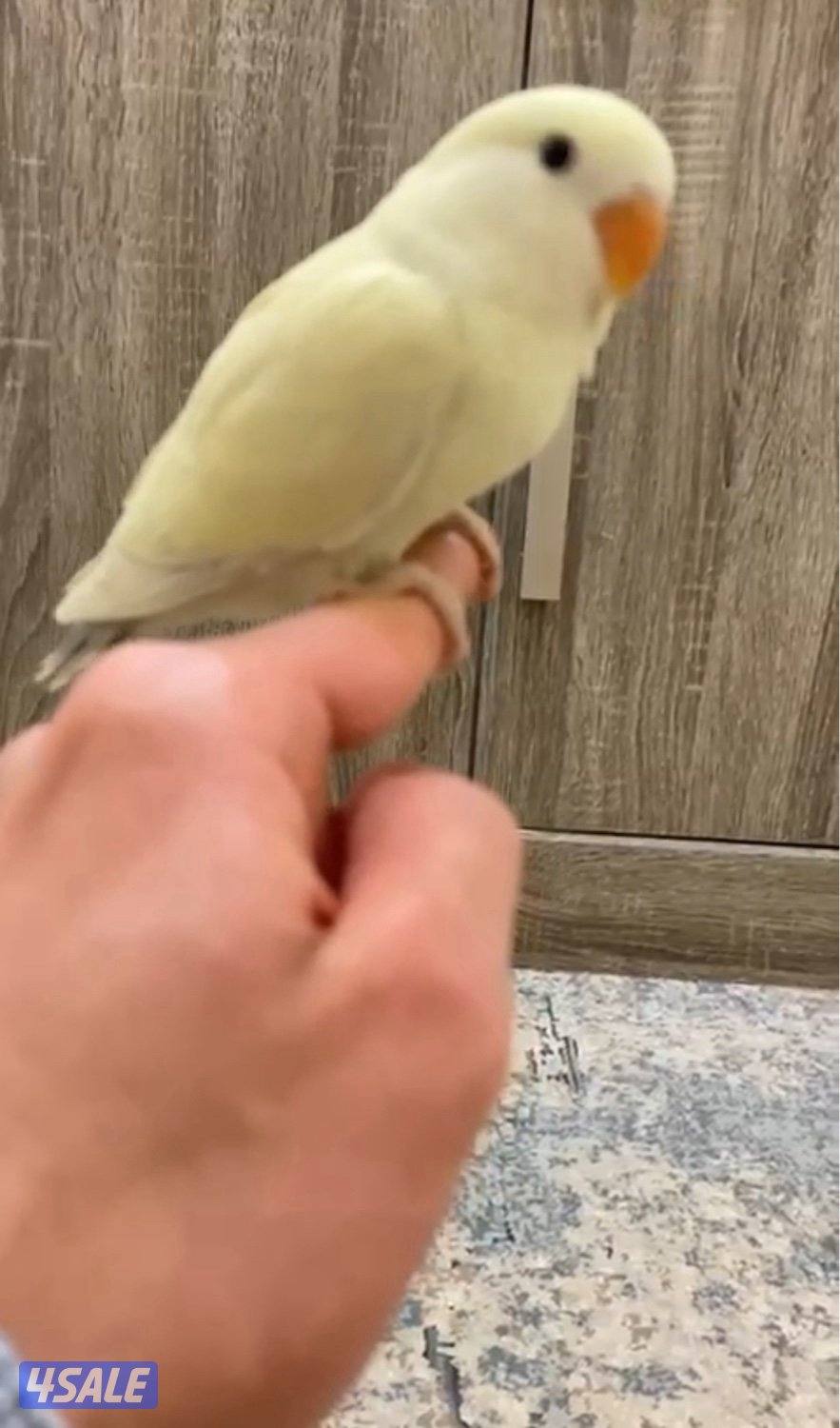 للبيع لوف بيرد فل ربوه وهدد1