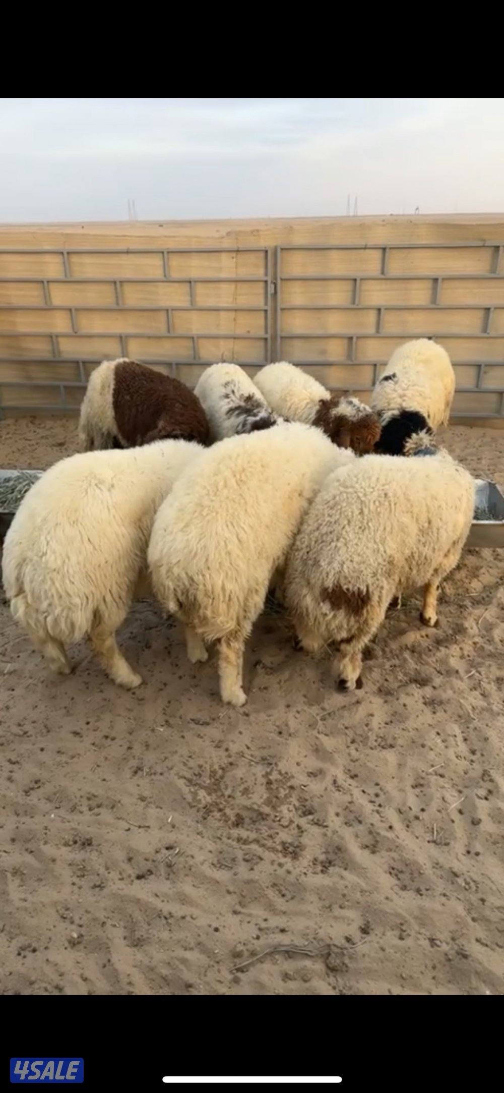 ذبايح المبارك4