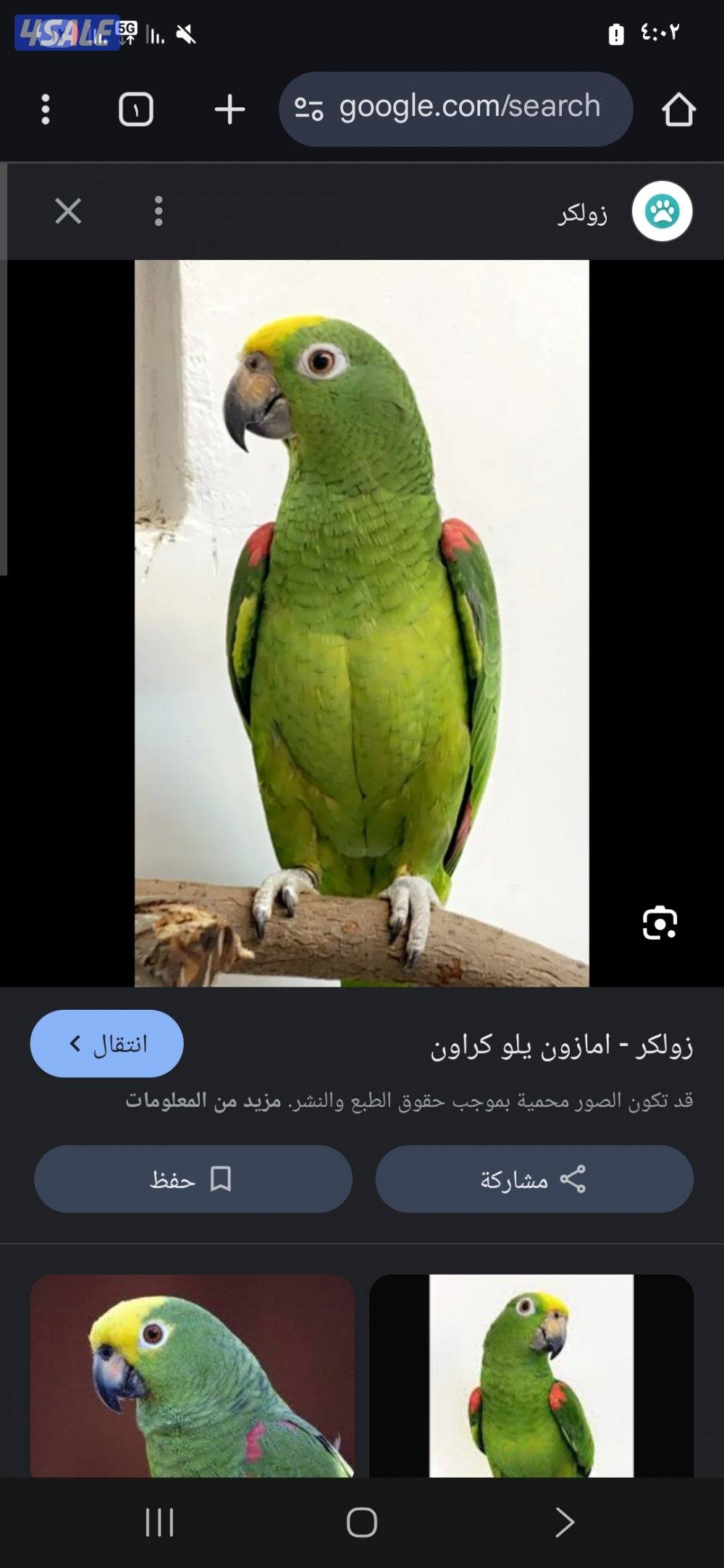 يلوكراون طير مشاء الله كثير الكلام والجمل0