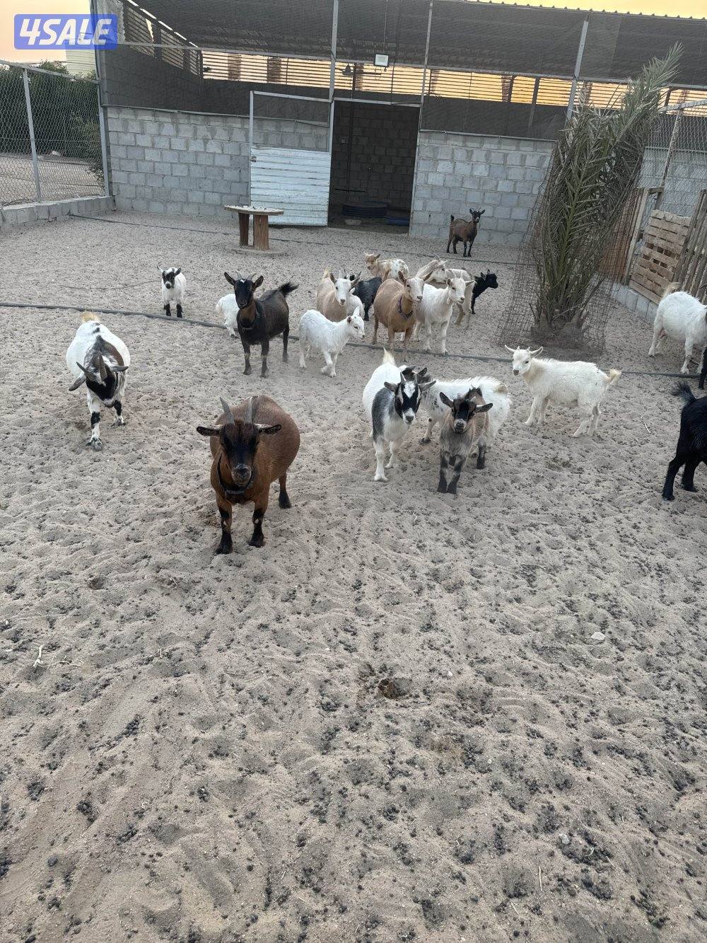 للبيع ماعز تشيكي ومكس  وتيس لعوب0