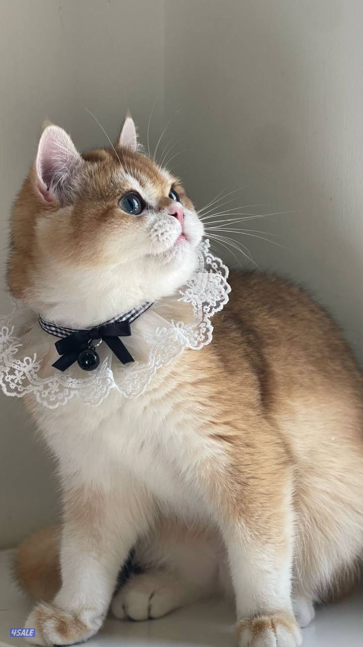 ذكر بريتش مسجل عمره سنه0