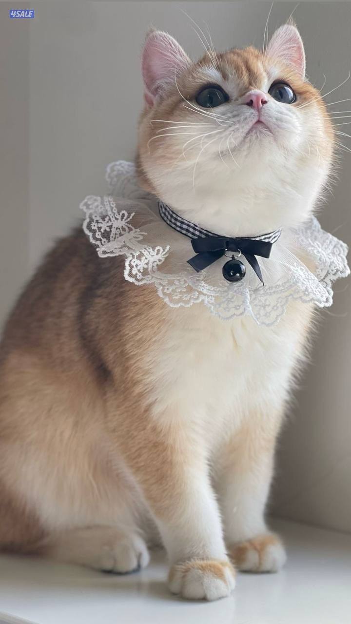 ذكر بريتش مسجل عمره سنه1