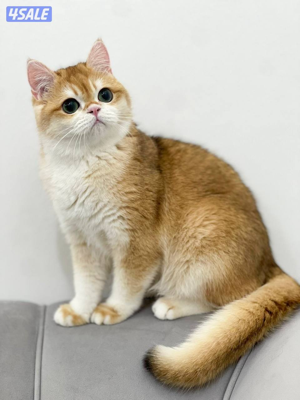 ذكر بريتش مسجل عمره سنه2