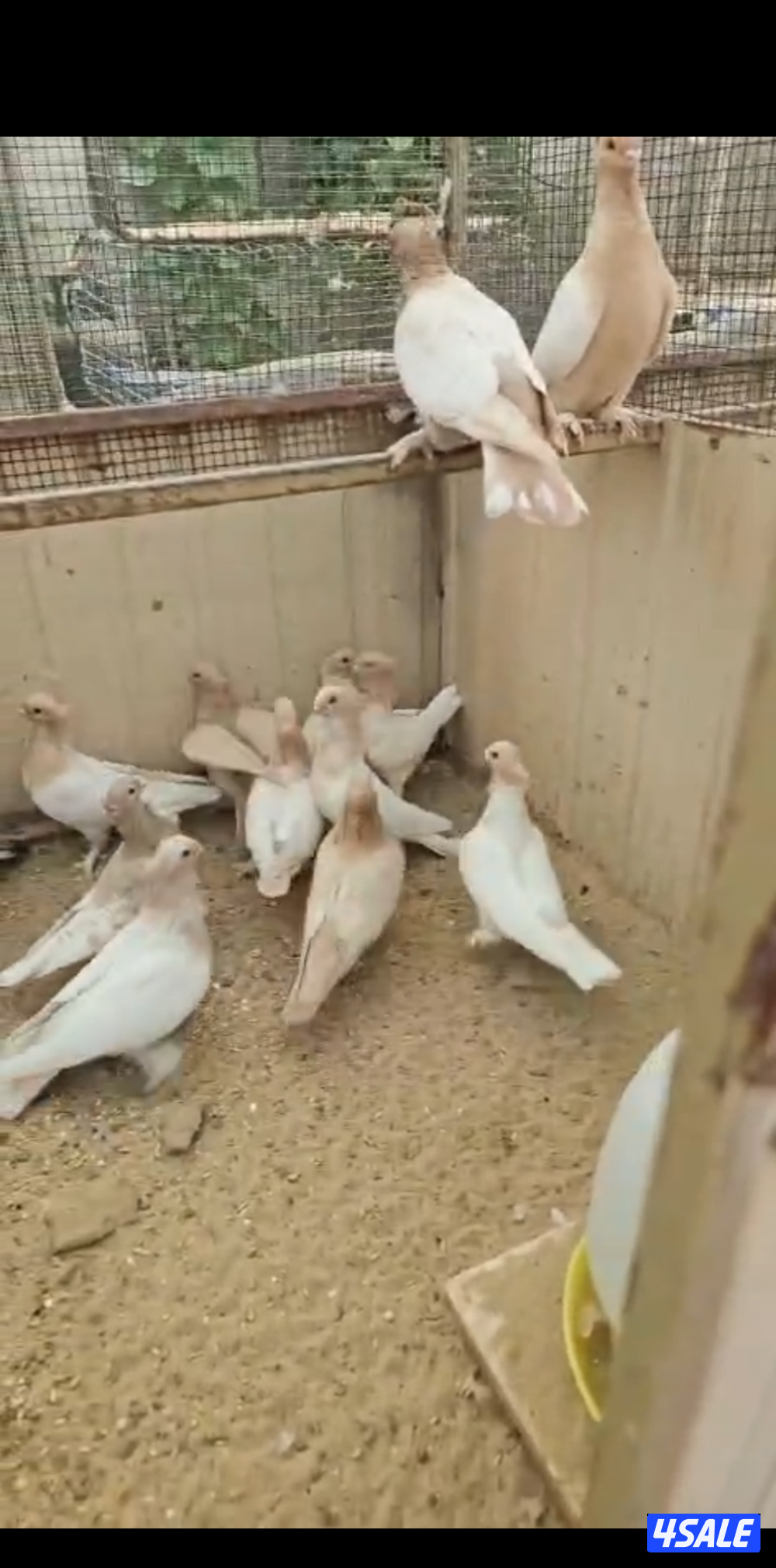 حمام حب الرمان0