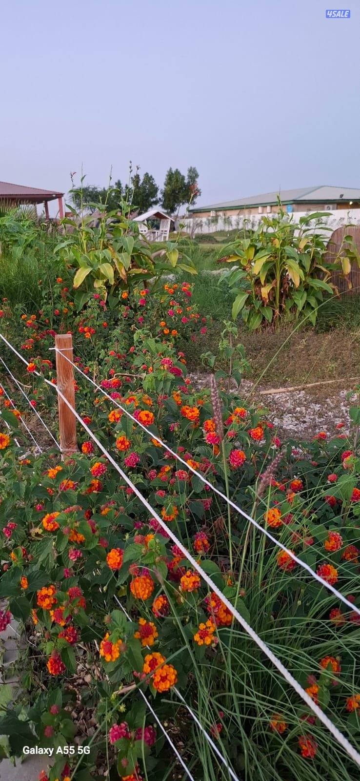 مزرعة A FARM  الوفره   طريق 30013