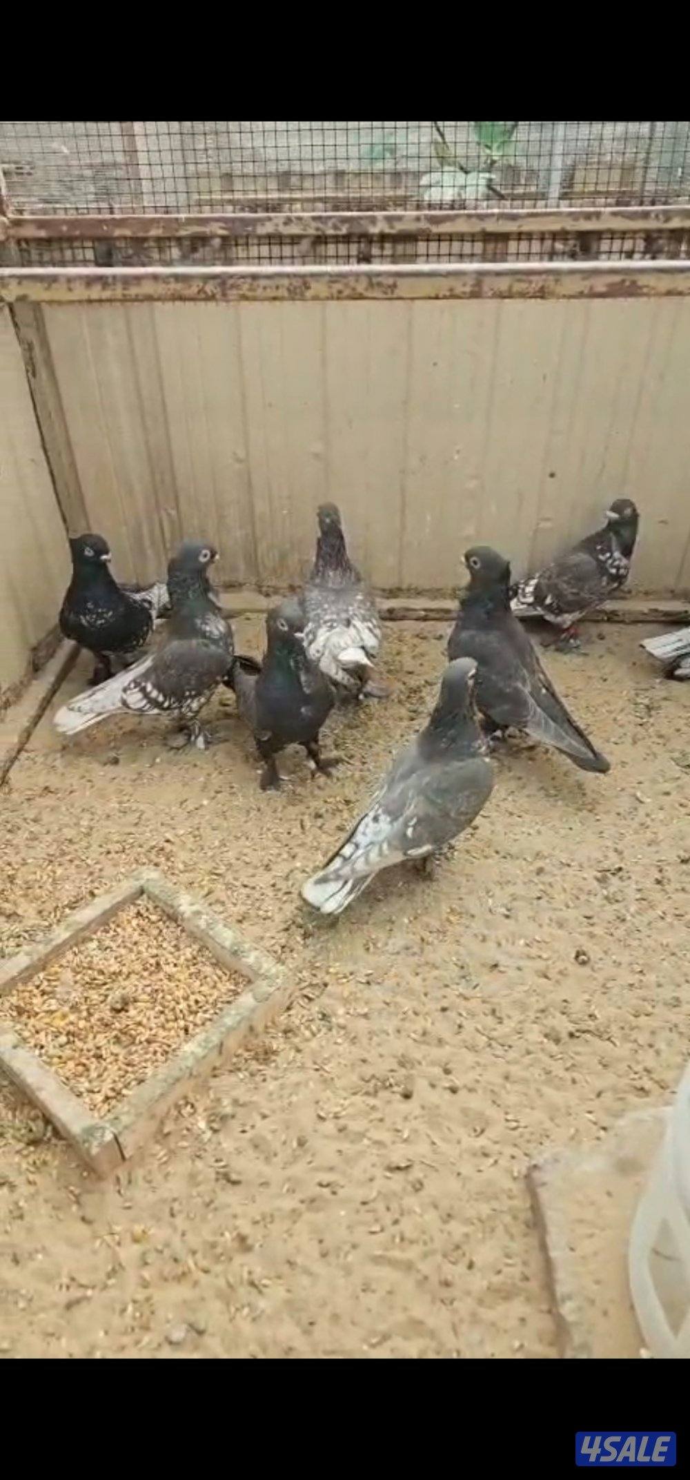 حمام حب الرمان1