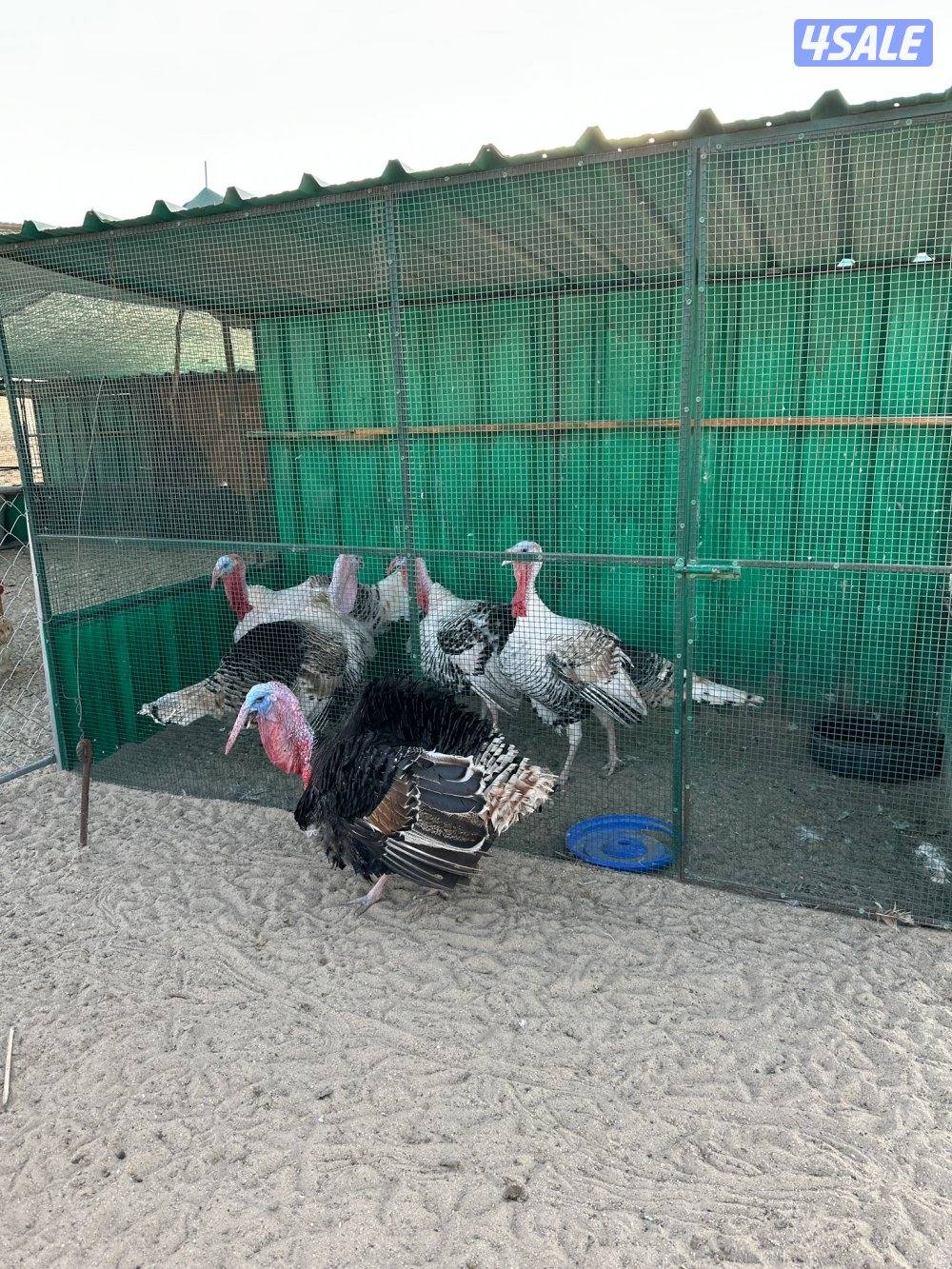 ديك رومي للبيع0