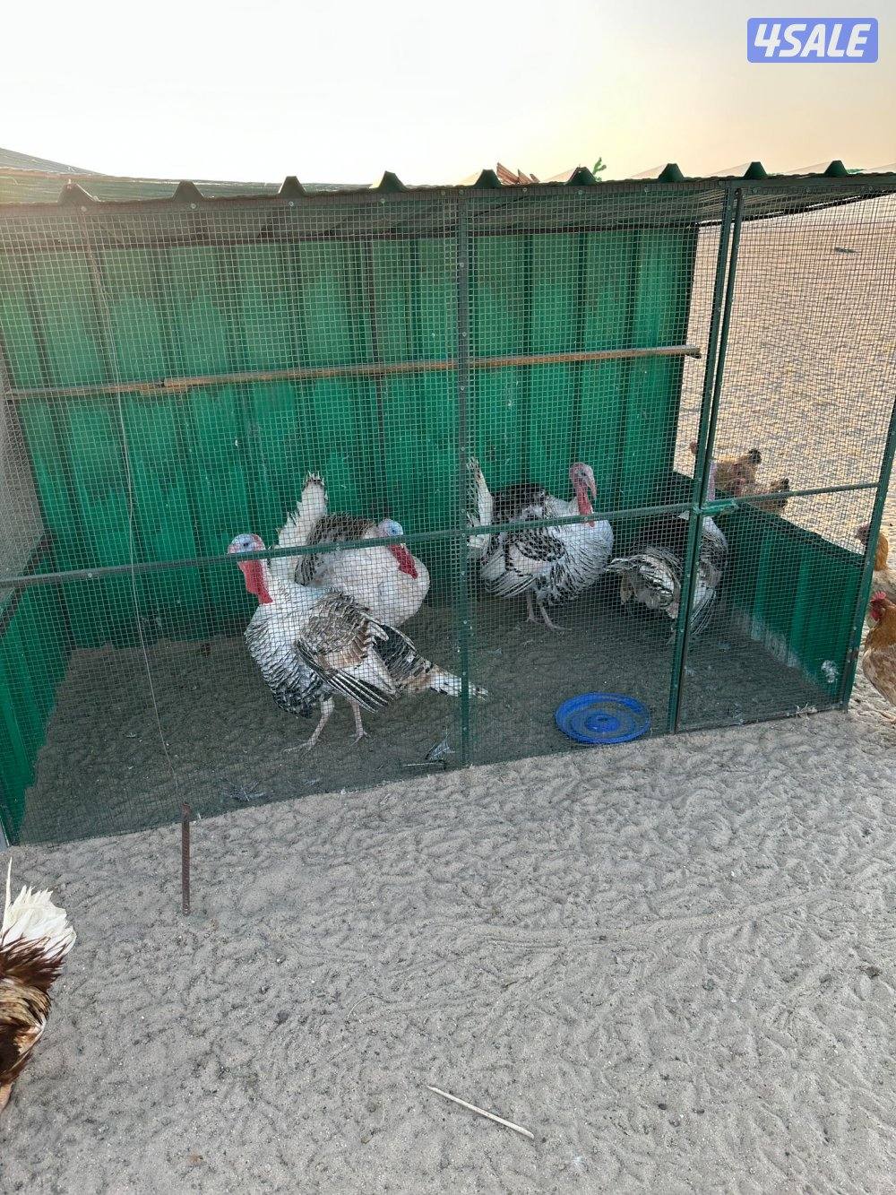 ديك رومي للبيع1