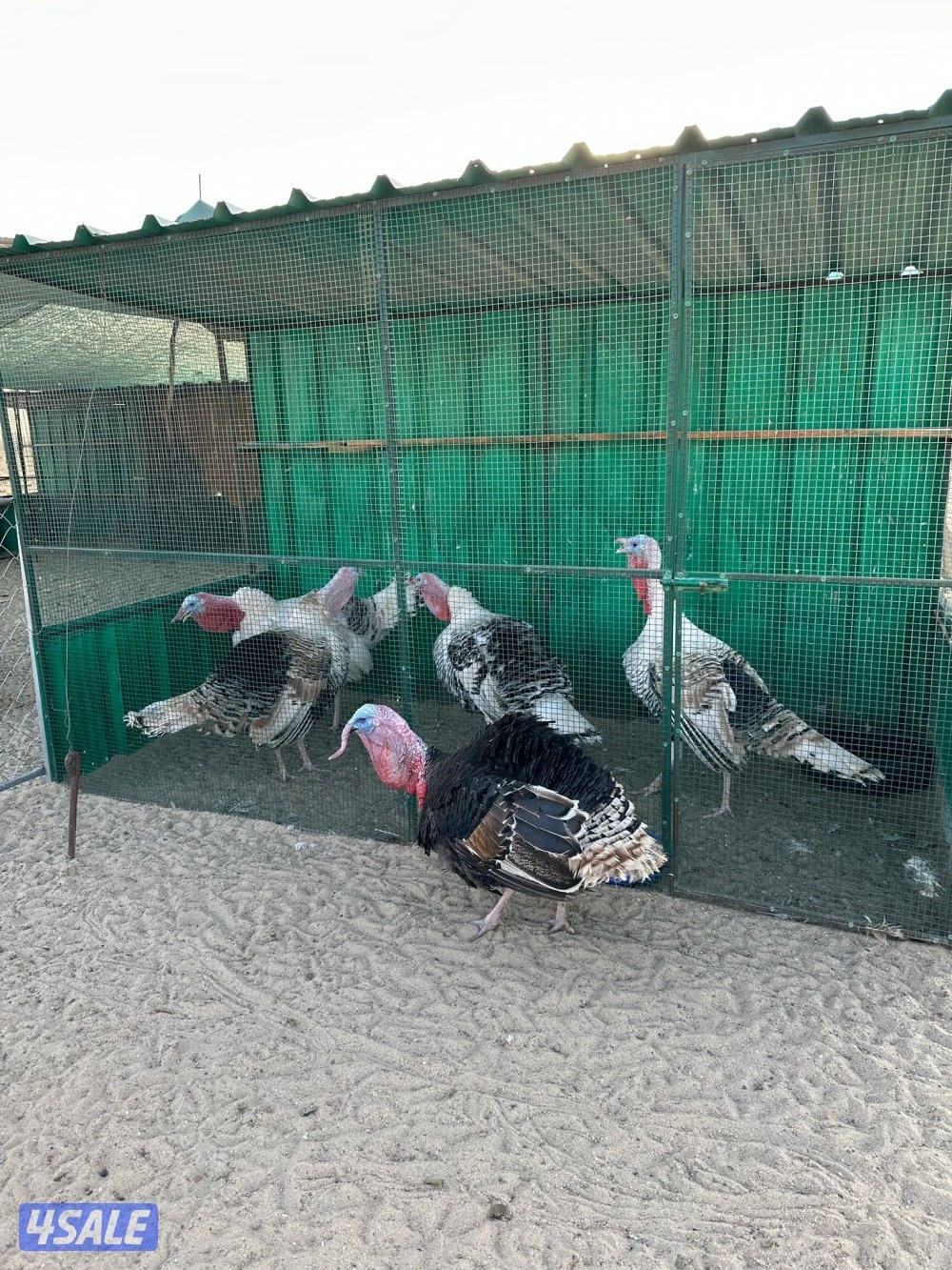 ديك رومي للبيع2