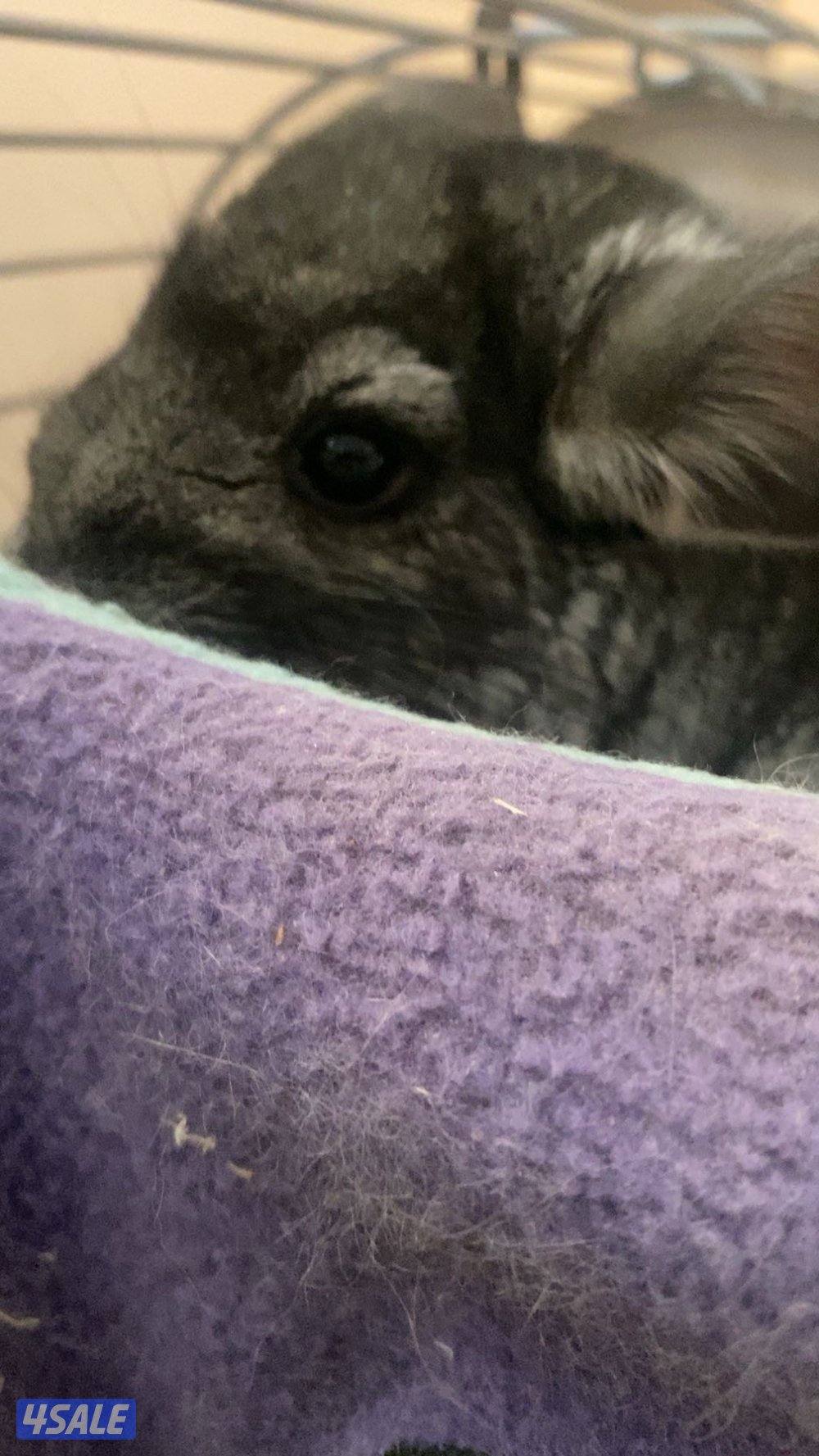 Chanchilla for saleeee0