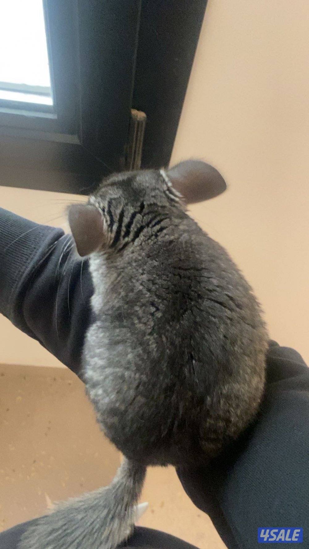 Chanchilla for saleeee1