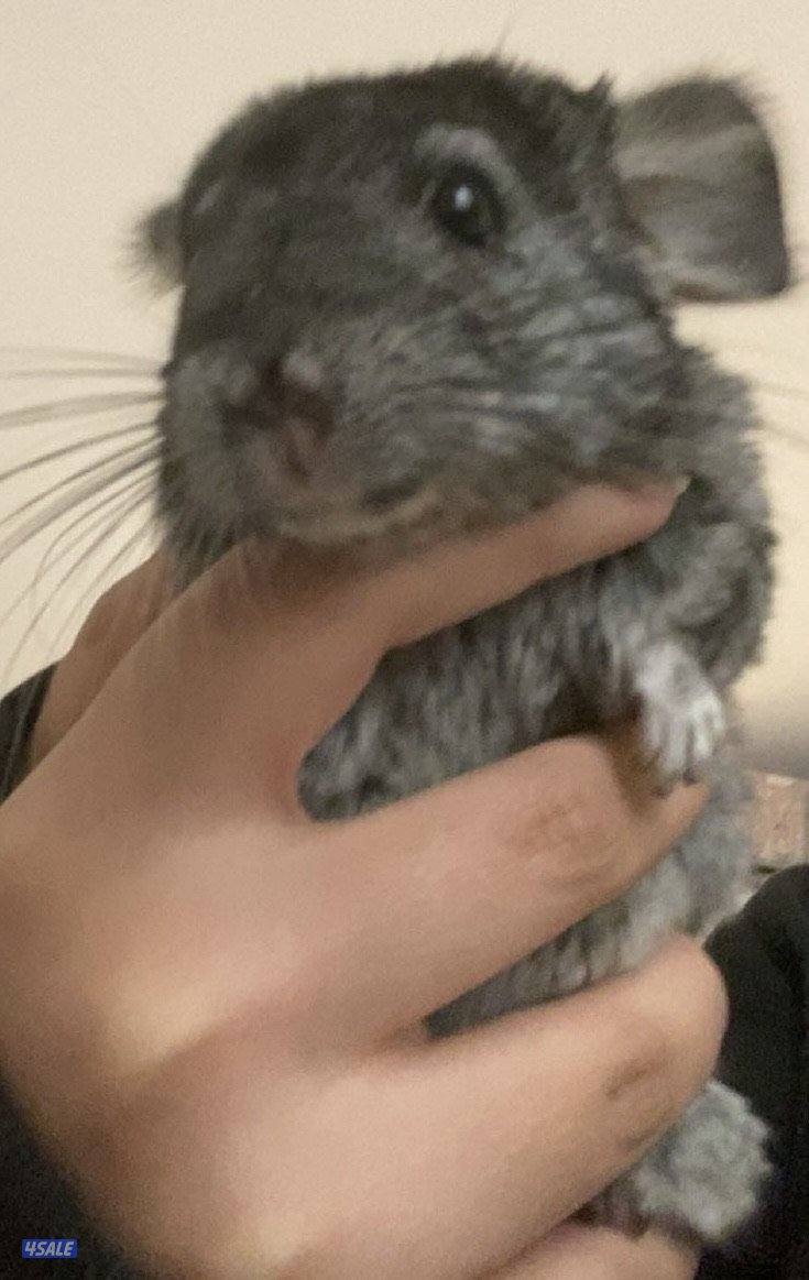 Chanchilla for saleeee2