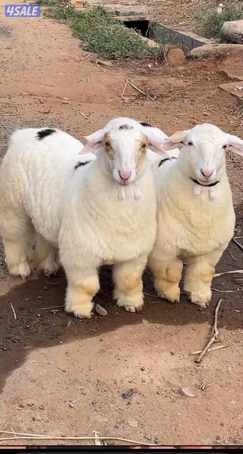 بنور  الهندي وقابل المساومه0