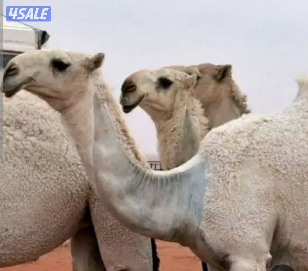 دكتور أبل تقطيع صيد وقرف جميع مناطق الكويت0