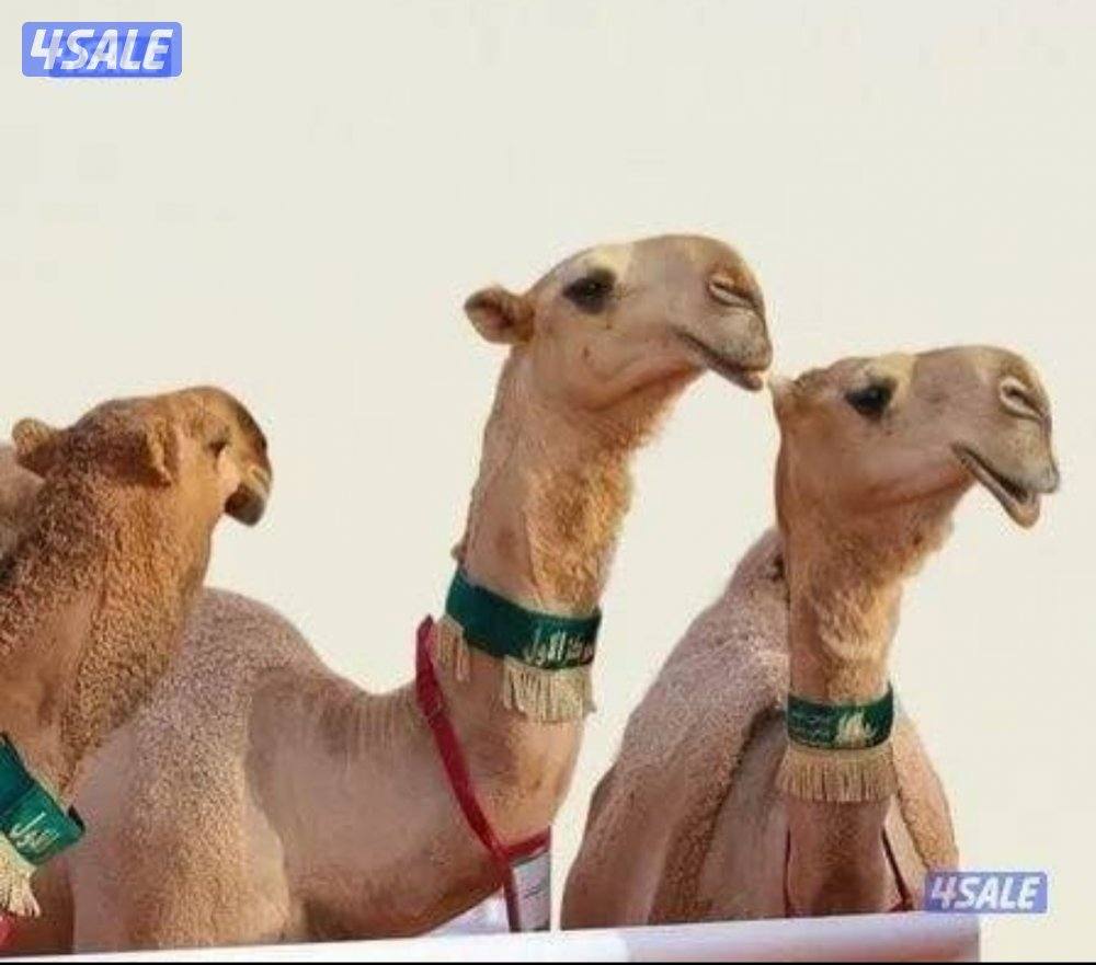 حلاق وغسيل الإبل جميع مناطق الكويت0