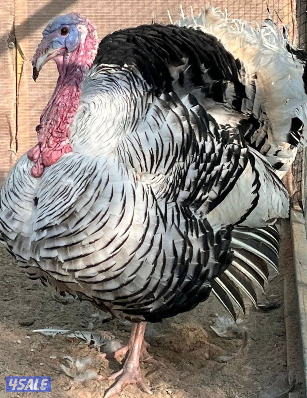 للبيع مجاميع رومي شي فاخر وحبشي ويوجد مفرد2