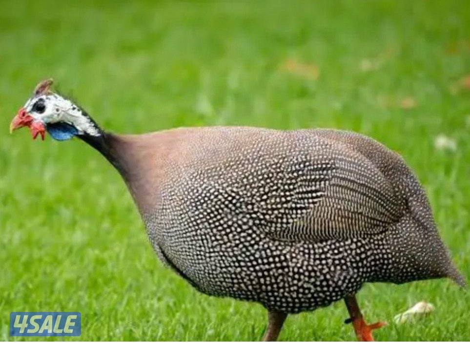 للبيع مجاميع رومي شي فاخر وحبشي ويوجد مفرد1