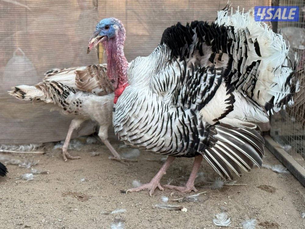 للبيع مجاميع رومي شي فاخر وحبشي ويوجد مفرد4