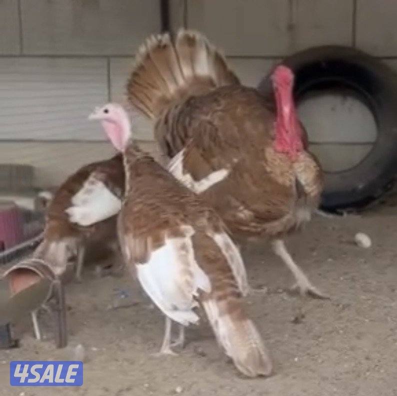 للبيع مجاميع رومي شي فاخر وحبشي ويوجد مفرد6