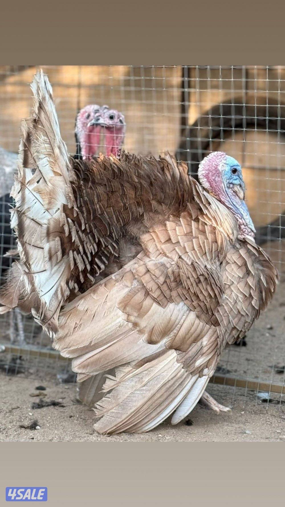 للبيع مجاميع رومي شي فاخر وحبشي ويوجد مفرد5