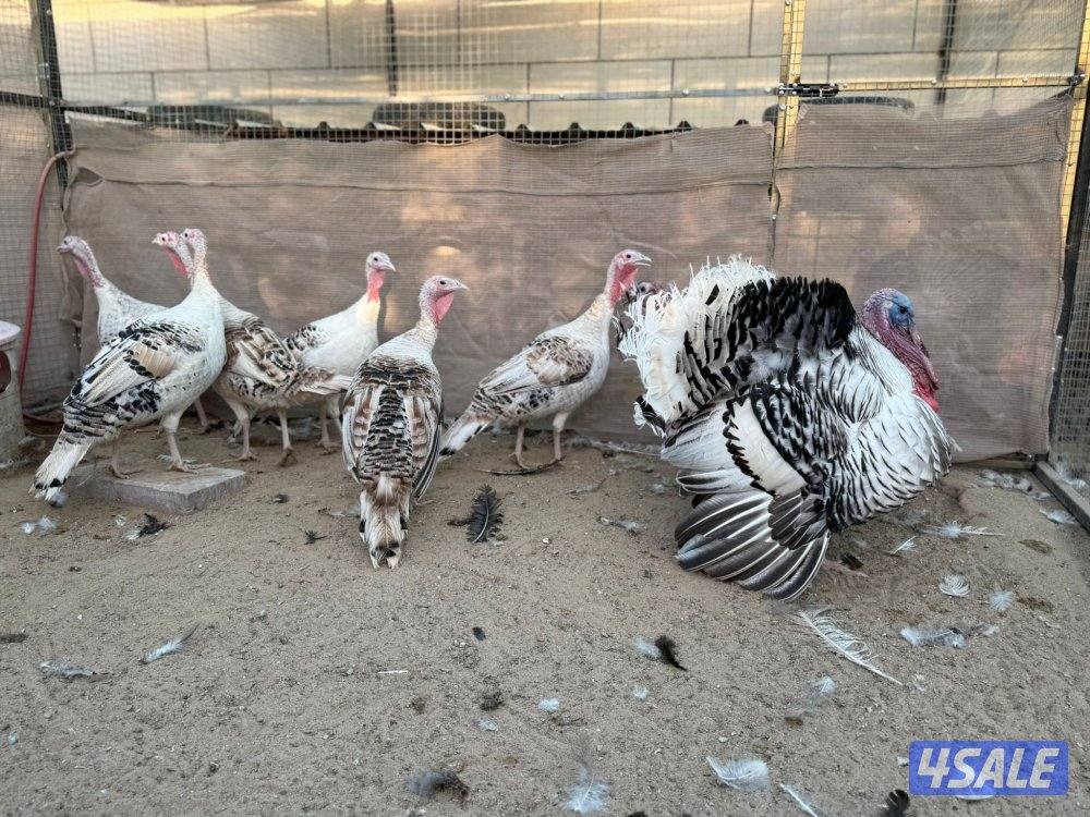 للبيع مجاميع رومي شي فاخر وحبشي ويوجد مفرد7