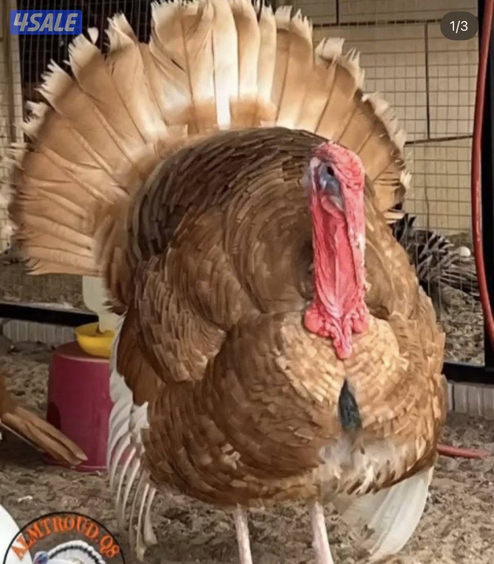 للبيع مجاميع رومي شي فاخر وحبشي ويوجد مفرد8