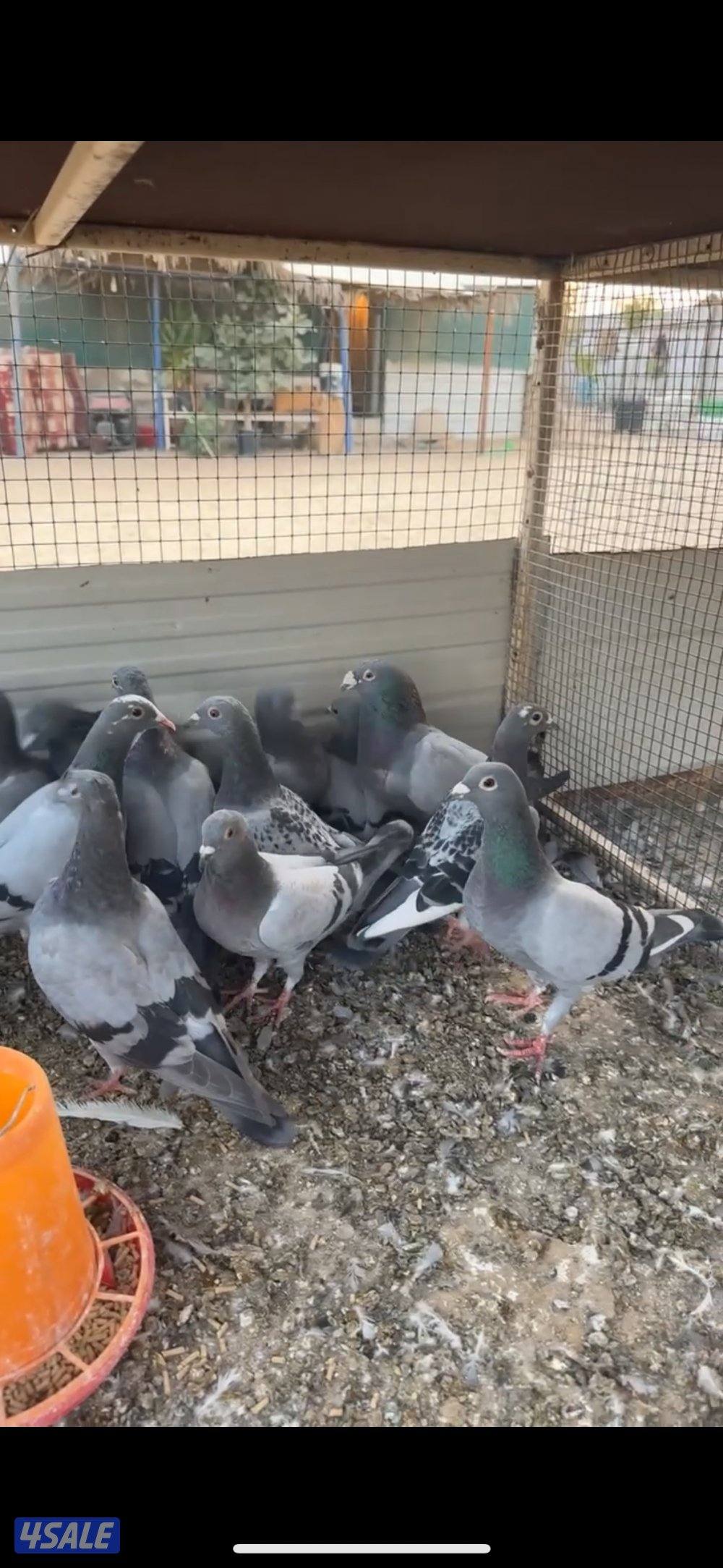 للبيع وز + دجاج + زاجل1