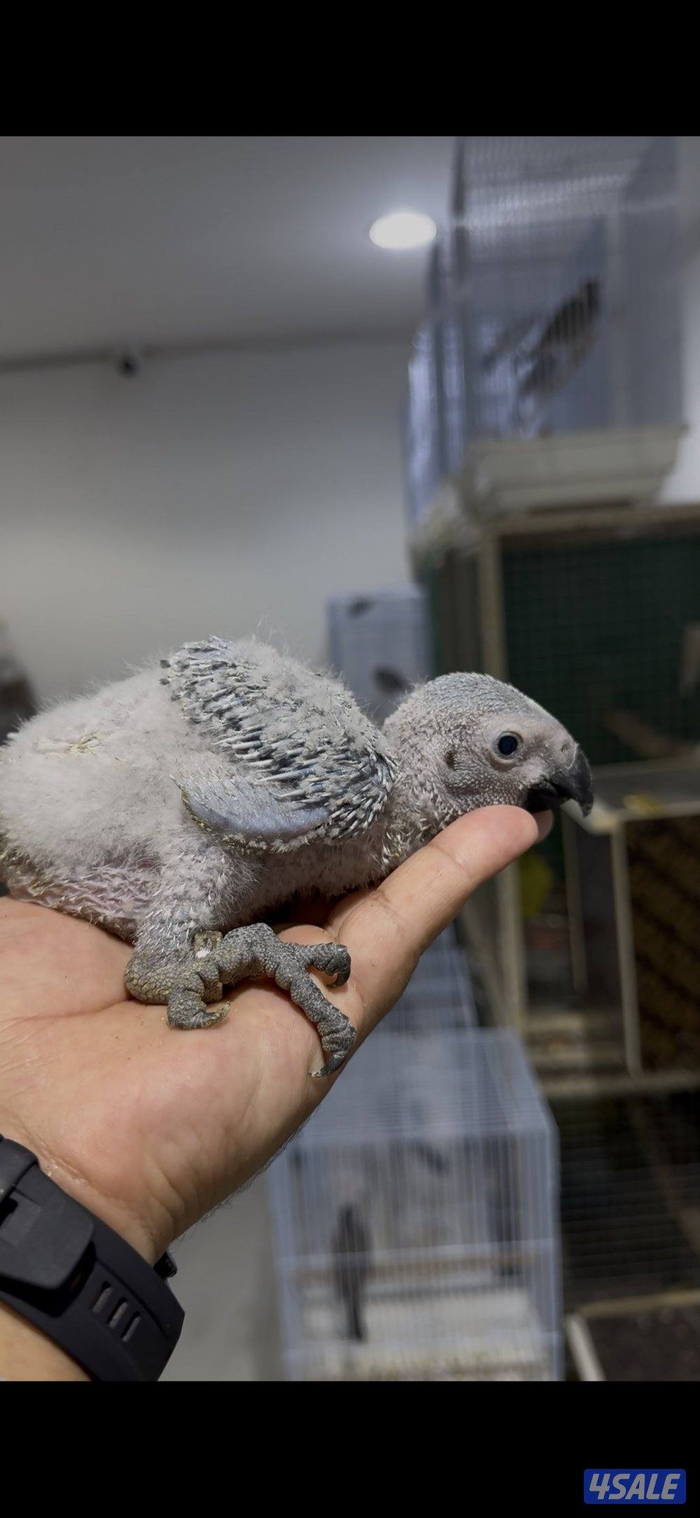 فروخ متنوعه2