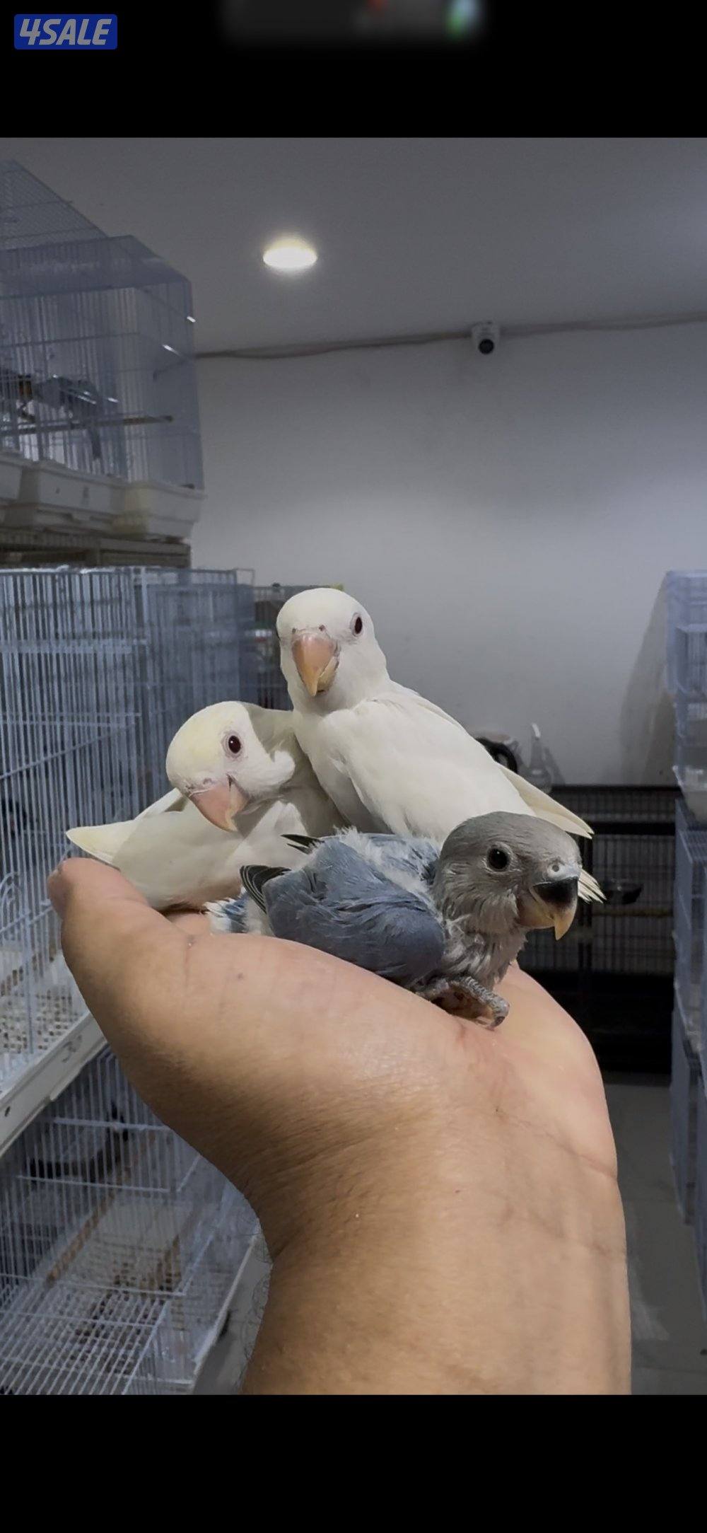 فروخ متنوعه3