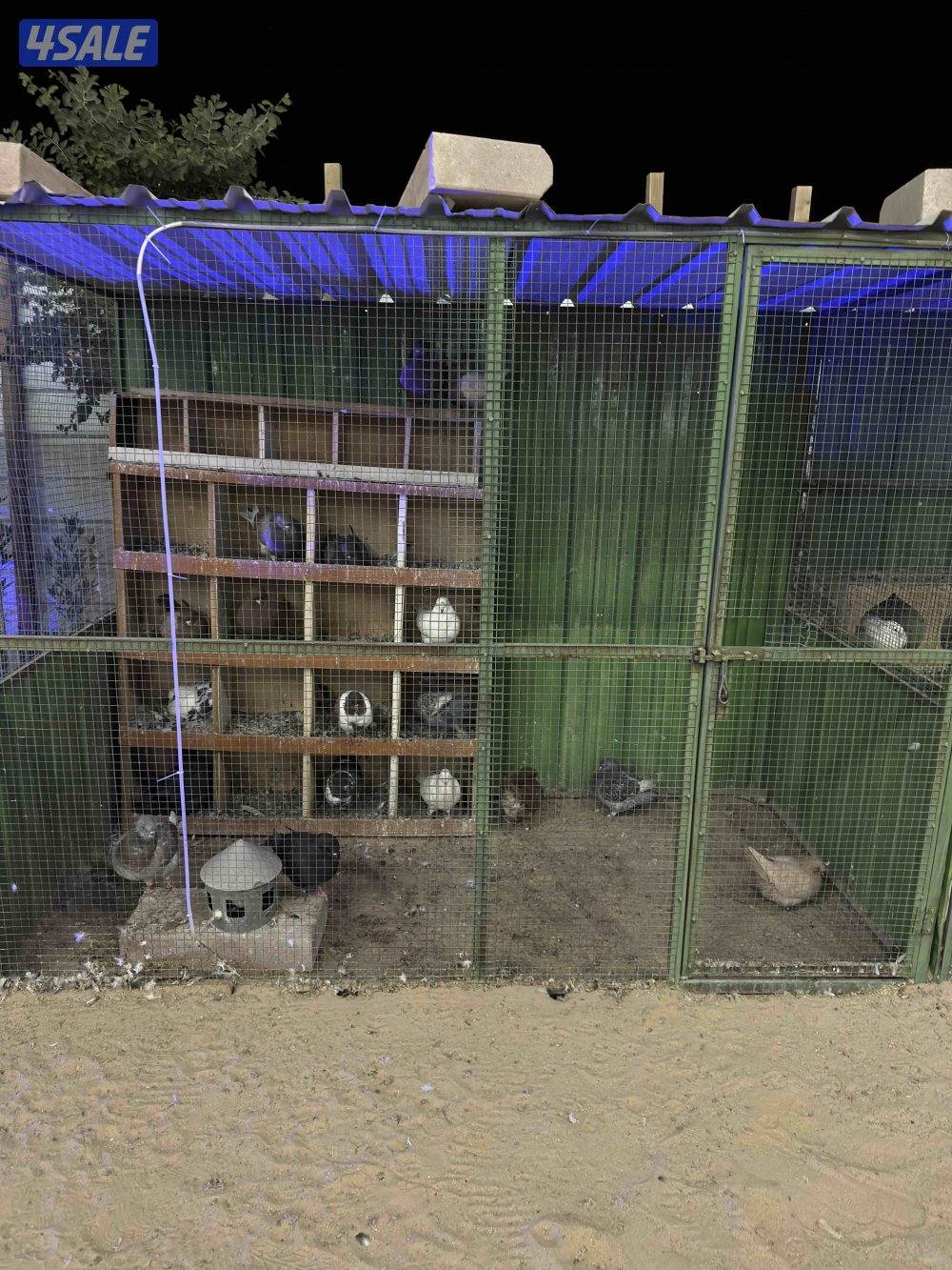 للبيع حمام زينه فاخر جملة مع المحكر0