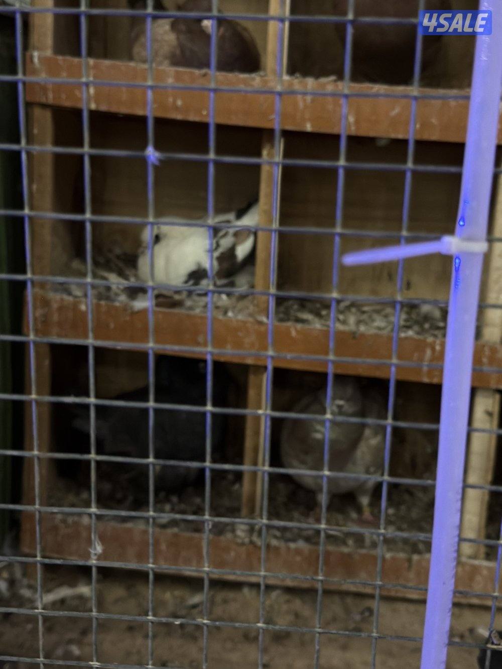 للبيع حمام زينه فاخر جملة مع المحكر1