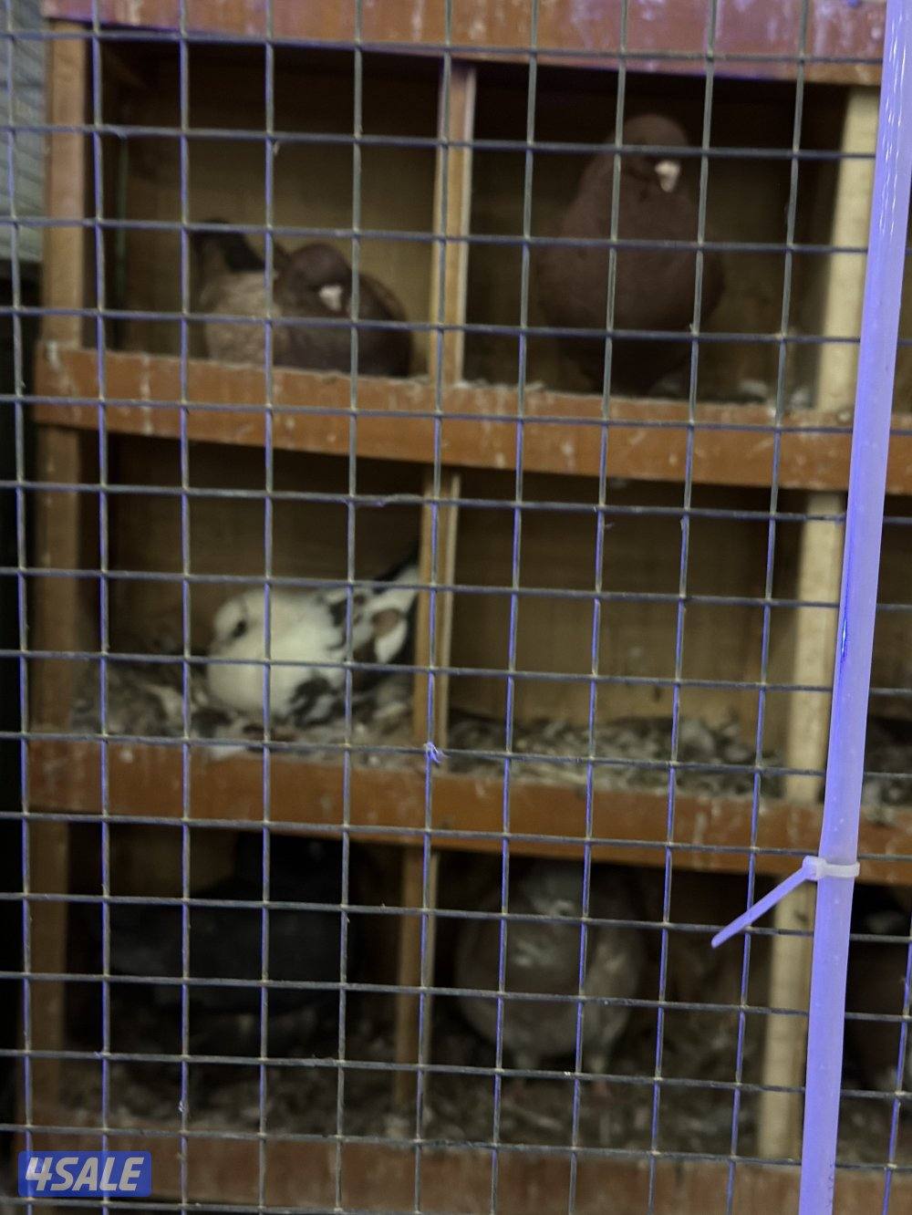 للبيع حمام زينه فاخر جملة مع المحكر2